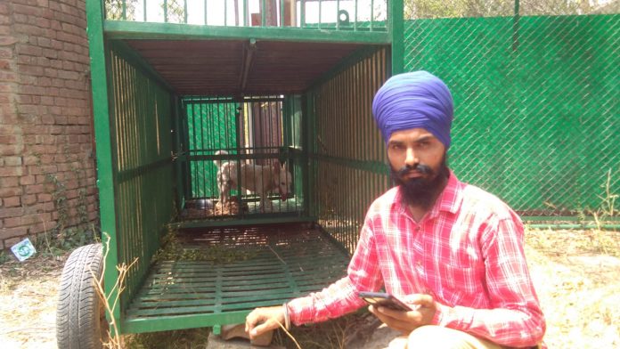 Dogs In Cages To Catch Leopards