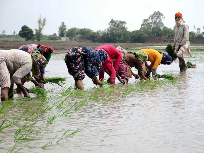 Planting of paddy in punjab, The rain, Smooth motor power