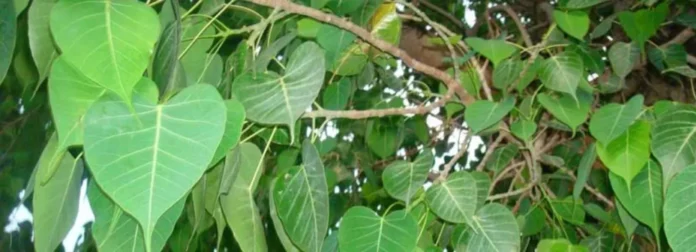 Peepal leaves