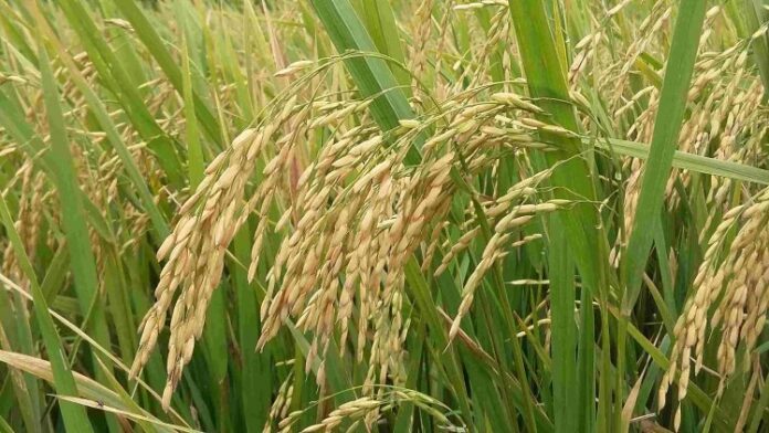 Power Crisis For Paddy In Punjab