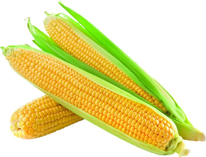 Boiled corn benefits