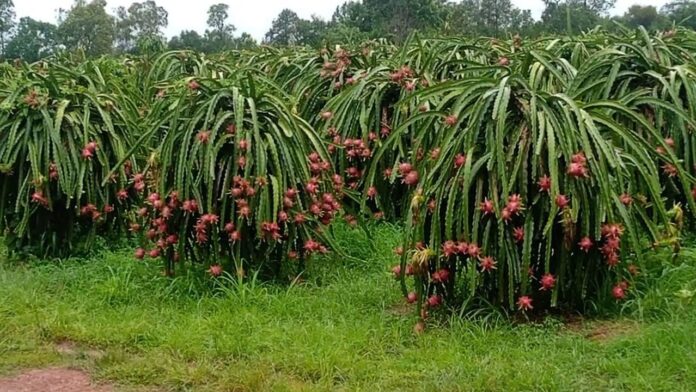 Dragon Fruit Farming In Punjab