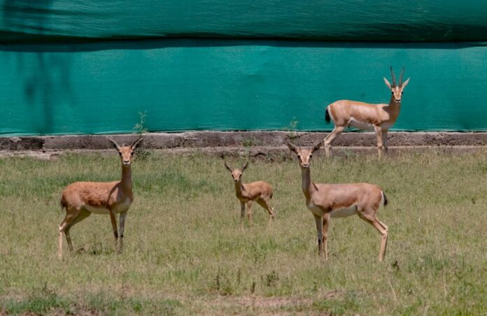 Chhatbir Zoo Banur