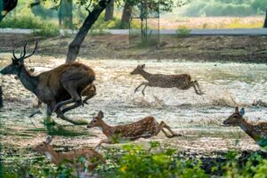 Deer Safari Temporarily Closed