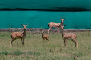 Deer Safari Temporarily Closed