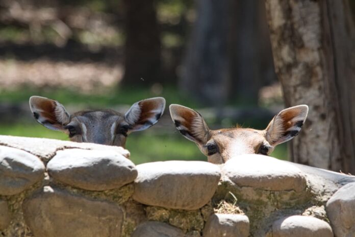 Deer Safari Temporarily Closed