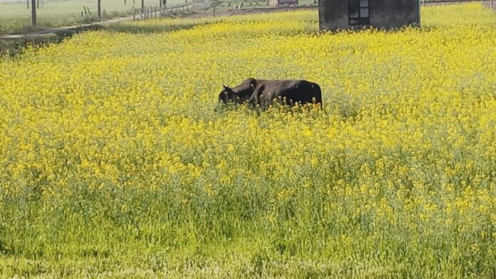 Destruction Of Crops By Stray Cattle