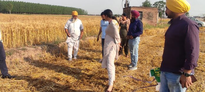 Wheat Crop Sown With Seeder Machine