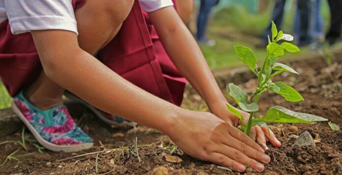 Planted Plants In The School